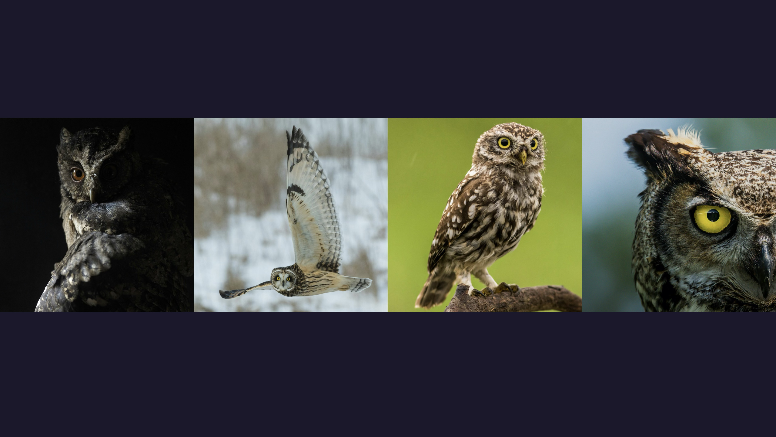 Side-by-side photo grid of four owls used for concept research by Manifest Building, a Montecito-based landscape design firm. Includes close-up and action shots of various owl species, highlighting traits like focus, precision, and vision—symbolic of the brand’s design ethos in Santa Barbara.